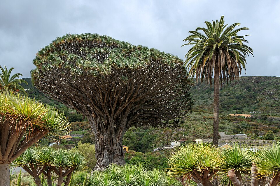 The dragon tree inside the Parque del Drago