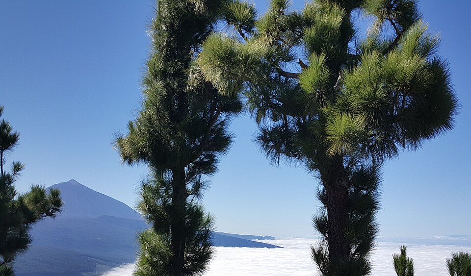 Teide above the sea of clouds, framed by Canary pines at Chipeque (2015)